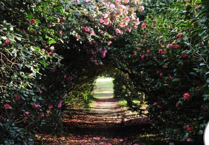 Camellia walk